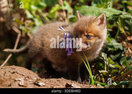 Fox-Jungen erkunden die große neue Welt Stockfoto