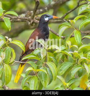 Montezuma oropendola (Psarocolius montezuma) ist ein tropischer Ikteridenvogel der Neuen Welt. Er ist ein ansässiger Züchter in den karibischen Küstenniederen. Wildlif Stockfoto