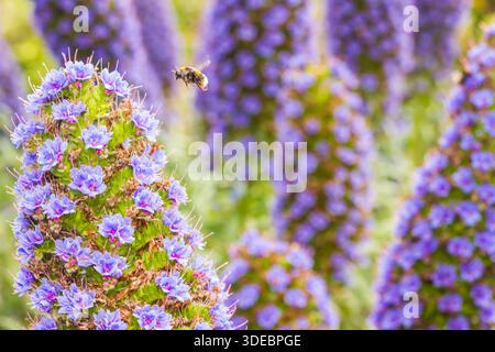 Hummel, eine Arbeiterbiene, ernährt sich von den Egien, die auf den Inseln, St. Mary's, Scilly Inseln, in Hülle und Fülle wachsen Stockfoto