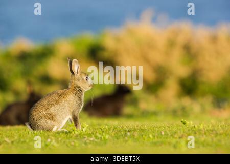 Europäisches Kaninchen Oryctolagus cuniculus, ein junges Individuum sitzt auf einem Grasgebiet mit anderen Familienmitgliedern, von denen einige schwarz sind Stockfoto