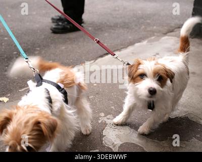 Jack Russell Terrier schnüffelt trockenes Blatt auf Asphaltpflaster, kleiner Drahthaarhund läuft an der Leine im Herbst Stadtpark, Nahaufnahme eines neugierigen Welpen. Stockfoto