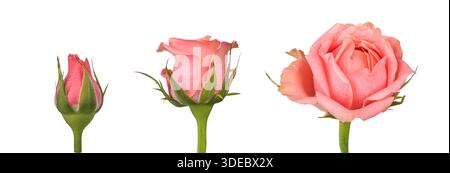 Blütestadien der rosa Rosenblüte isoliert auf weißem Hintergrund. Set aus mehreren rosa Rosenblüten in verschiedenen Größen. Blumenentwicklungskonzept. Stockfoto