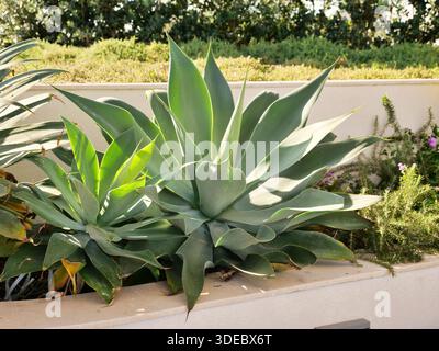 Fuchsschwanz-Agave-Pflanzen mit weichen, spindellosen, blassgrünen Blättern, die in einem hellen, sonnigen Garten wachsen. Die saftigen Rosetten werden in ein Hochbeet gepflanzt Stockfoto