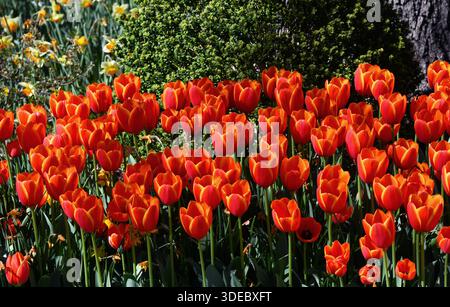 Die Dixon Gallery and Gardens ist voller leuchtender und lebendiger OrangenTulpen. Garden befindet sich in Memphis, Tennessee. Stockfoto