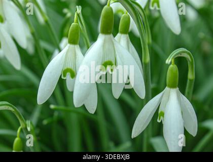 Weiche, konzentrierte Schneeglöckchen im Frühling. Gruppe blühender weißer galanthus elwesii-Blüten, gut für eine saisonale Grußkarte. Stockfoto