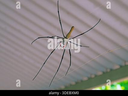 Riesige Golden Orb Weaver Spider im Web in der Nähe des Fogg Dam in Nordaustralien Stockfoto
