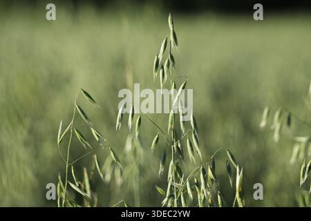 Reise rumänien transilvania targu mures grüne Haferpflanzen mit sich entwickelnden Körnern, die hoch auf einem landwirtschaftlichen Feld stehen Stockfoto
