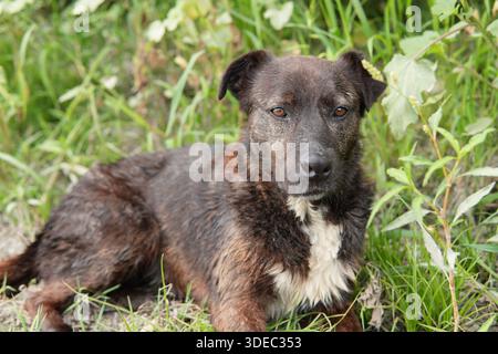 Reise rumänien transilvania targu mures brauner Mischhund mit weißer Brust, die auf dem Boden liegt und den Betrachter beobachtet Stockfoto