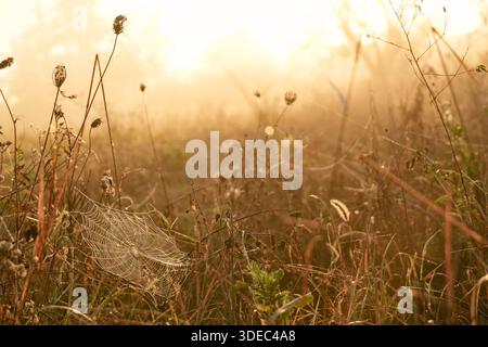 Reisen Sie rumänien transilvania targu mures Spinnennetz glitzert während des Sonnenaufgangs mit Tautropfen in einem nebeligen, goldenen Feld Stockfoto