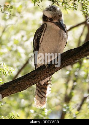 Ein lachender Kookaburra, der auf einem Zweig eines Baumes mit grünem Laub im Hintergrund thront Stockfoto