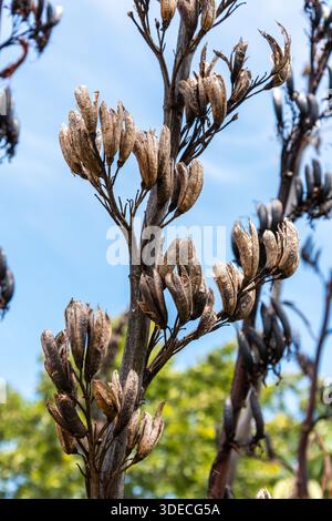 Phormium Tenax Neuseeland Flachs Stockfoto