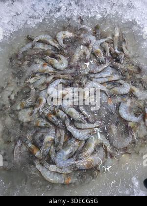 Frischer roher Garnelen Fisch fangen auf Betonoberfläche bereit für den Verkauf und köstliche gesunde Kochen zeigt Fülle und natürliche Meeresernte Witz Stockfoto