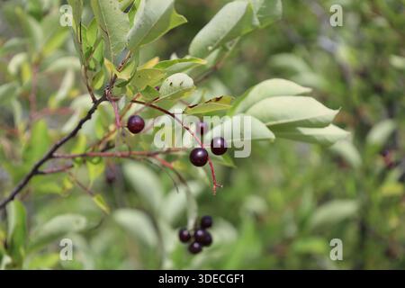 Zwei kleine, runde schwarze Beeren (Frucht) auf schlankem rotem Stiel (Makro, Nahaufnahme) Stockfoto