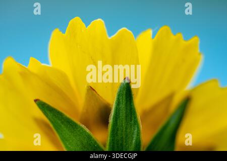 Rand Einer gelben Blüte gegen blauen Himmel Stockfoto