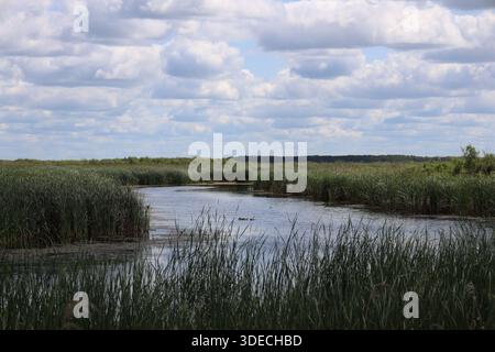 Enten auf offenem Wasser schlängeln sich durch Präriesümpfe, natürliches hohes Gras unter teilweise sonnigem blauem Sommerhimmel (Landschaft) Stockfoto