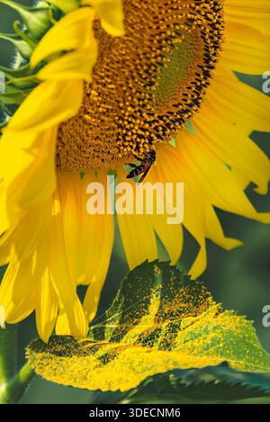 Nahaufnahme einer leuchtend gelben Sonnenblume mit einer Honigbiene, die Nektar sammelt, mit einem grünen Blatt, das mit hellen goldenen Pollen bestäubt ist. Stockfoto