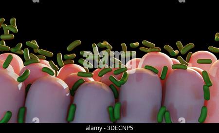 3D-Rendering grüner Bazillen, die mit rosa Darmzotten interagieren. Stockfoto