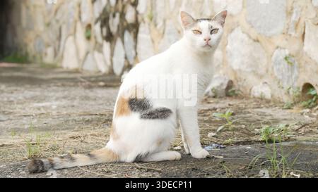 Calico-Katze, die aufrecht auf dem Weg sitzt und neben einer Steinmauer nach vorne blickt. Stockfoto