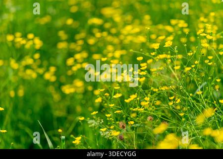 Eine üppige, weitläufige Wiese mit einer Fülle von leuchtend gelben Wildblumen inmitten lebendiger grüner Gräser Stockfoto