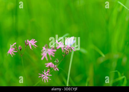 Eine atemberaubend schöne Szene mit zarten rosafarbenen Wildblumen vor einer lebendigen und üppigen grünen Kulisse Stockfoto