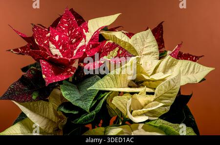Nahaufnahme eines festlichen Weihnachtssteins mit roten, cremefarbenen und grünen Deckblättern mit Wassertropfen auf einem warmen Hintergrund, die die Dekoration hervorheben Stockfoto