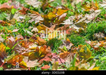 Eine lebendige und schöne Darstellung von herabfallenden Herbstblättern, die über das üppige grüne Gras verstreut sind Stockfoto