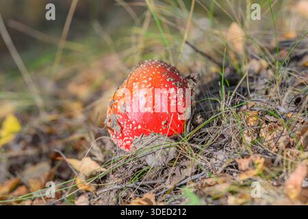 Ein leuchtender roter Pilz mit weißen Flecken taucht vom Waldboden auf, umgeben von üppigem grünem Gras Stockfoto