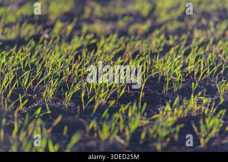 Dieses Bild zeigt lebendiges grünes Gras, das aus sattem, dunklem Boden sprießt und die Erneuerung und Schönheit der Natur hervorhebt Stockfoto