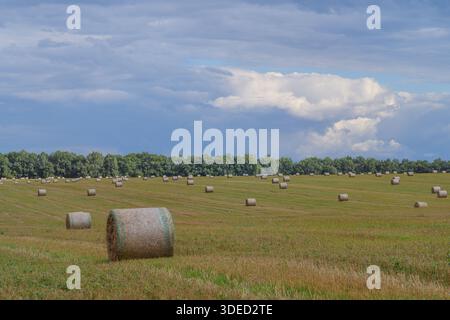 Eine malerische Landschaft bietet runde Heuballen, die über ein üppiges grünes Feld unter einem hellblauen Himmel verstreut sind Stockfoto