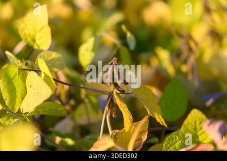 Erntereifes Sojabohnenfeld mit warmen Herbsttönen, weitläufiger, niedriger Winkelkomposition, mehrschichtigem Laub und Schoten, ausgereiften Pflanzen füllender Rahmen, ländlich Stockfoto