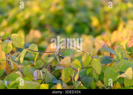 Sonnendurchflutetes Sojabohnenfeld zur goldenen Stunde mit markanten herabhängenden Schoten im Vordergrund, warmen Bernsteintönen und sanftem Bokeh, Spätsommerlicht, das lange Schatten wirft Stockfoto