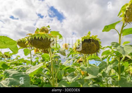 In einer lebhaften Feldkulisse stehen wunderschöne Sonnenblumen vor einer atemberaubenden bewölkten Kulisse am Himmel Stockfoto