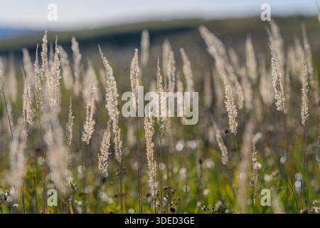 Ein wunderschönes und ruhiges Feld aus hohem Gras, das sanft in der warmen, beruhigenden Brise schwingt und von hellem Sonnenlicht beleuchtet wird Stockfoto