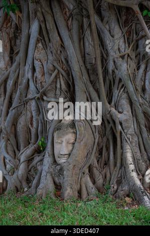 Ein Buddha-Kopf, der in den Wurzeln eines Baumes im Wat Mahathat (Tempel des Großen Reliefs), einem buddhistischen Tempel in Ayutthaya Thailand, verschlungen ist. Stockfoto