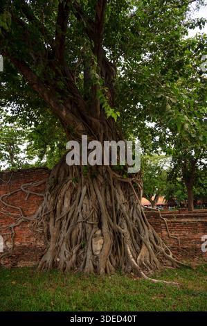 Ein Buddha-Kopf, der in den Wurzeln eines Baumes im Wat Mahathat (Tempel des Großen Reliefs), einem buddhistischen Tempel in Ayutthaya Thailand, verschlungen ist. Stockfoto