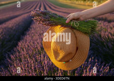 Frauen halten Strohhut und Lavendelblüten in einem blühenden Lavendelfeld. Stockfoto