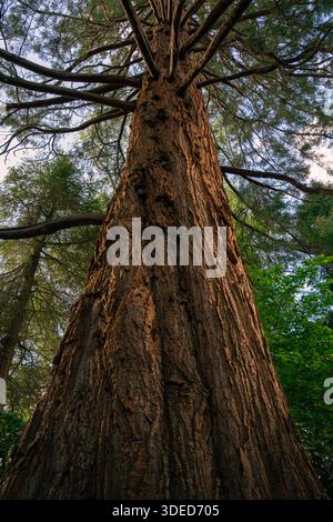 Tiefwinkelansicht eines hoch aufragenden Reifen Baumstamms mit ausbreitenden Ästen in grüner Waldlage. Stockfoto