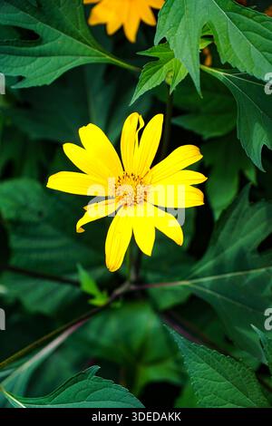 Leuchtend gelbe mexikanische Sonnenblume blüht in einem üppig grünen Garten, heller natürlicher floraler Hintergrund. Stockfoto