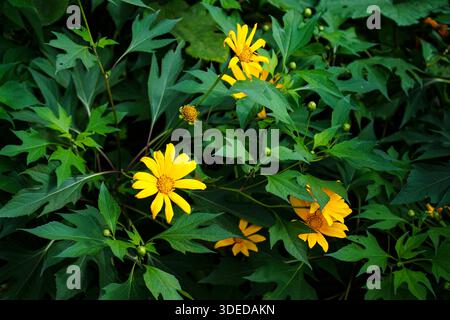 Leuchtend gelbe mexikanische Sonnenblumen (Tithonia diversifolia) blühen inmitten von üppig grünem Laub in einer natürlichen Gartenumgebung. Stockfoto