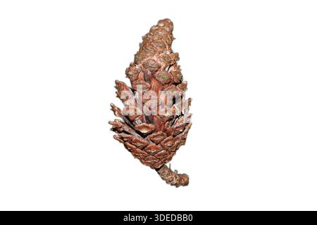 Karibikkiefernkegel (Pinus caribaea) isoliert auf weißem Hintergrund, mit Holzschuppen und Samenstruktur. Stockfoto