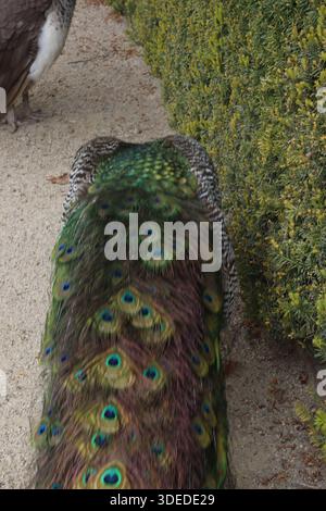 Pfau in einem Garten Stockfoto