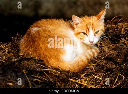 Ein Ingwer und eine weiße Katze, die auf einem Strohhaufen liegt. Stockfoto