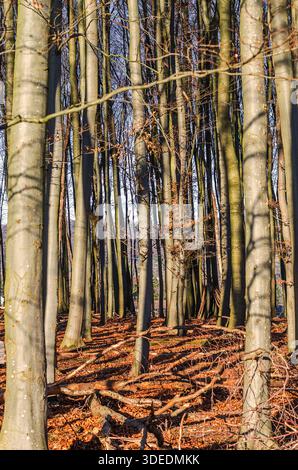 Im Spätherbst wird das Sonnenlicht durch einen dichten Wald mit hohen Buchen gefiltert Stockfoto