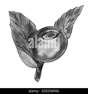 Blaubeere. Handgezeichnete Skizze schwarz-weiß Heidelbeerzweig, Beere und Blatt isoliert auf weiß. Elemente in Natur grafisches Vektorstiletikett, Karte Stock Vektor
