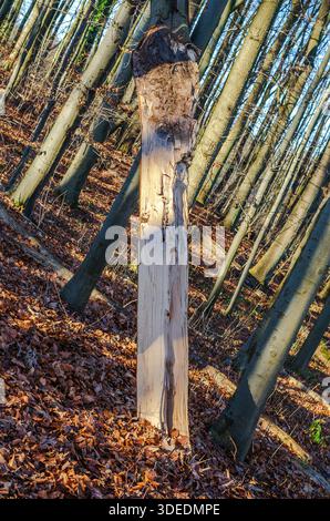 Sonnendurchfluteter toter Baumstamm steht auf einem Waldboden, der mit herabfallenden Herbstblättern bedeckt ist Stockfoto