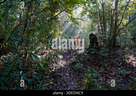 Gruppe von Wanderern mit Rucksäcken, die durch einen dichten Waldweg wandern, der von Sonnenstrahlen beleuchtet wird. Stockfoto