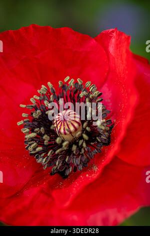 Papaver Rhoeas, Field Poppy Stockfoto