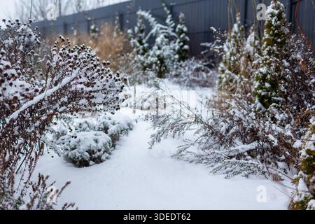 Schneebedeckter Wintergarten. Immergrüne arborvitae wachsen von Stauden voller Samenköpfe entlang des schneebedeckten Zauns. Querformat Stockfoto