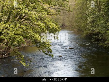 River Derwent bei Frühlingssonne unterhalb der High Peak Junction in Derbyshire, England. Wasser aus dem Fluss, das in der Nähe von Cromford Mill betrieben wird Stockfoto