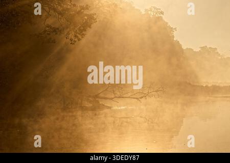 Mystischer Sonnenaufgang über einem nebligen Fluss mit goldenen Sonnenstrahlen durch Bäume Stockfoto